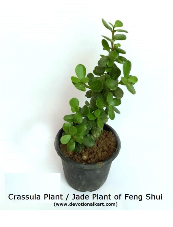 Feng Shui Jade Plant With Black Nursery Pot