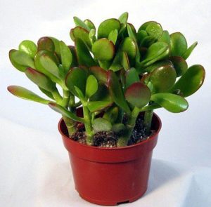 Feng Shui Jade Plant With Black Nursery Pot